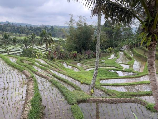 Bali Travel Guide: Where to Stay, What to Do and Costs